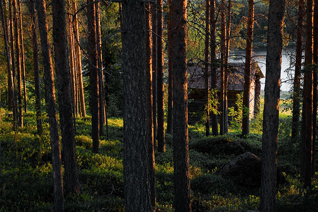 Ilta-aurinko
Avainsanat: lato kesäkuu mäntymetsä ilta valo