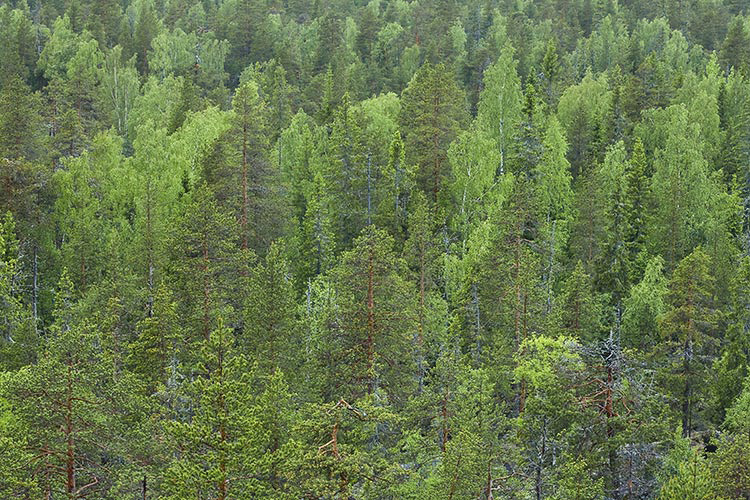 Mortimoaapa
Avainsanat: Keski-Penikka Mortimoaapa