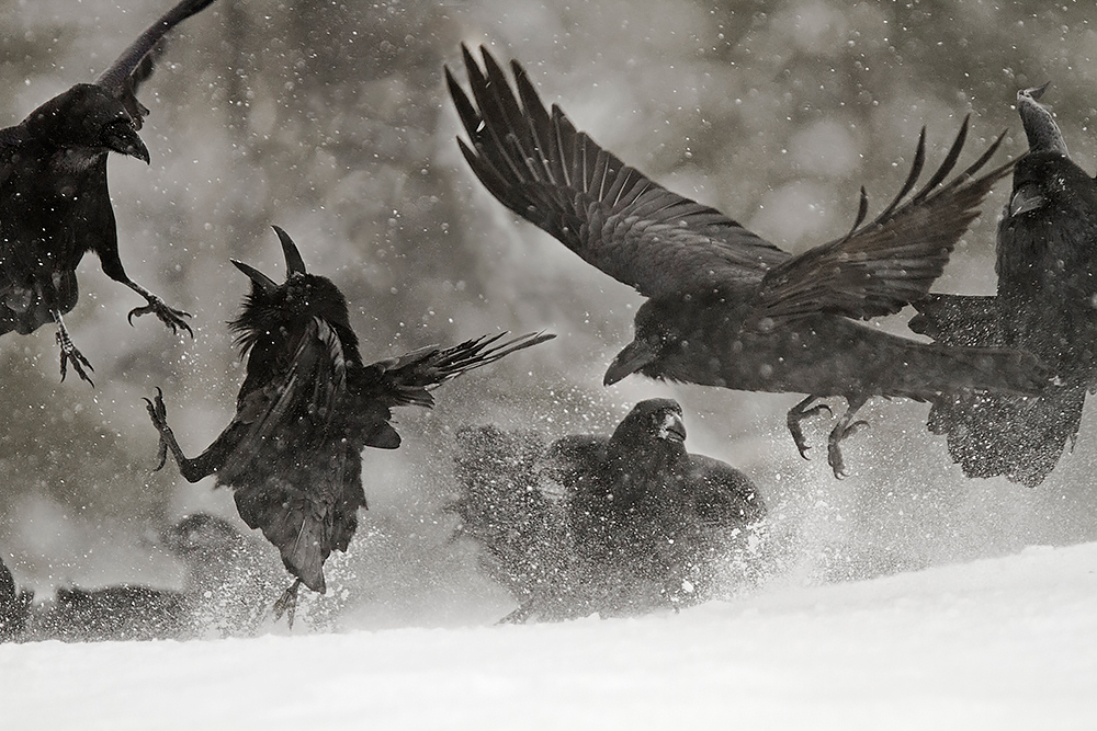 Korppi
Avainsanat: Korppi Corvus corax Raven