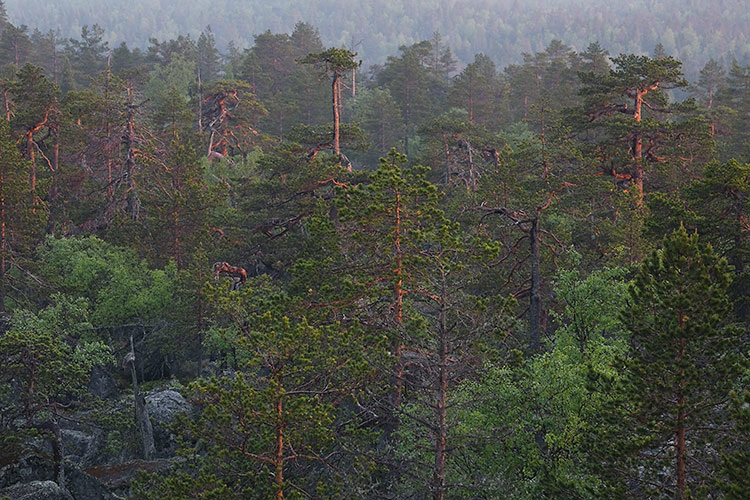 Mortimoaapa
Avainsanat: Mortimoaapa Keski-Penikka ilta