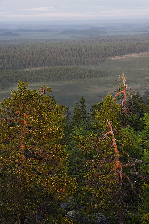 Mortimoaapa
Avainsanat: Mortimoaapa Keski-Penikka ilta kesä