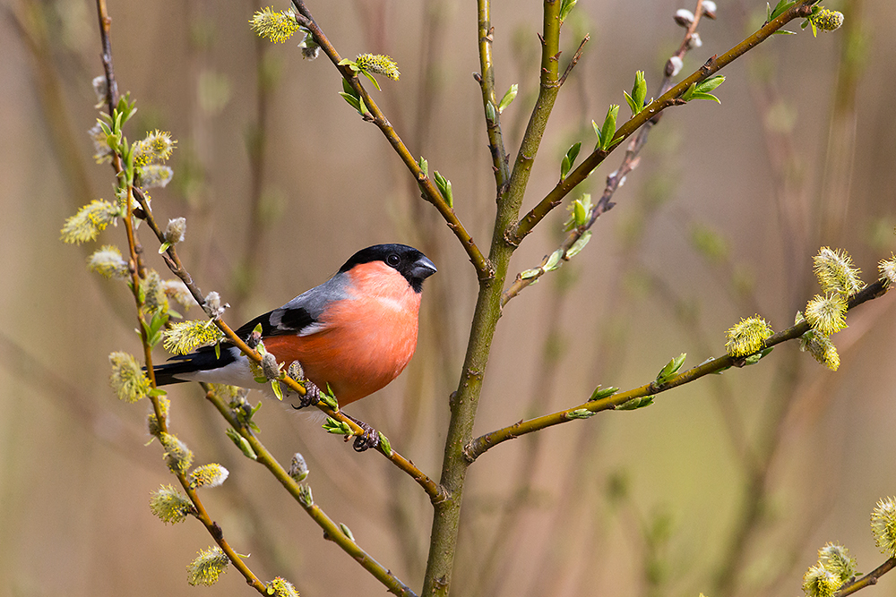 Punatulkku
Avainsanat: Punatulkku Pyrrhula pyrrhula Bullfinch