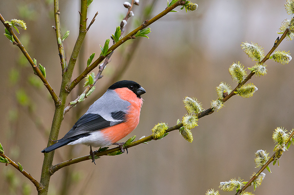 Punatulkku
Keywords: Punatulkku Pyrrhula pyrrhula Bullfinch