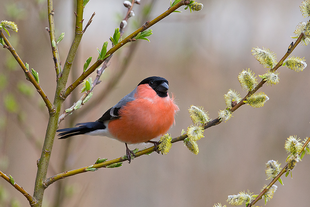 Punatulkku
Avainsanat: Punatulkku Pyrrhula Pyrhula Bullfinch paju