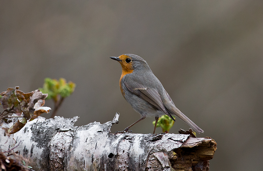 Punarinta 
Avainsanat: Punarinta Erithacus rubecula Robin