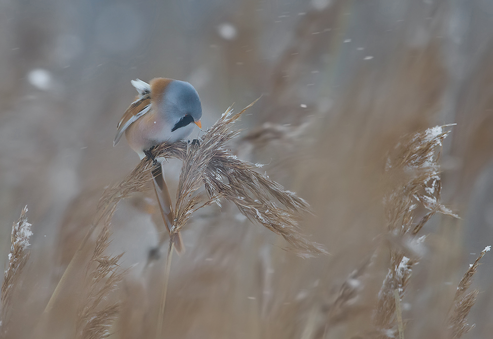 Viiksitimali
Avainsanat: Viiksitimali Panurus biarmicus Bearded reedling