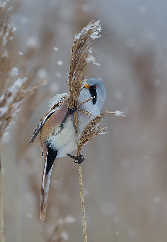 Viiksitimali
Avainsanat: Viiksitimali Panurus biarmicus Bearded reedling