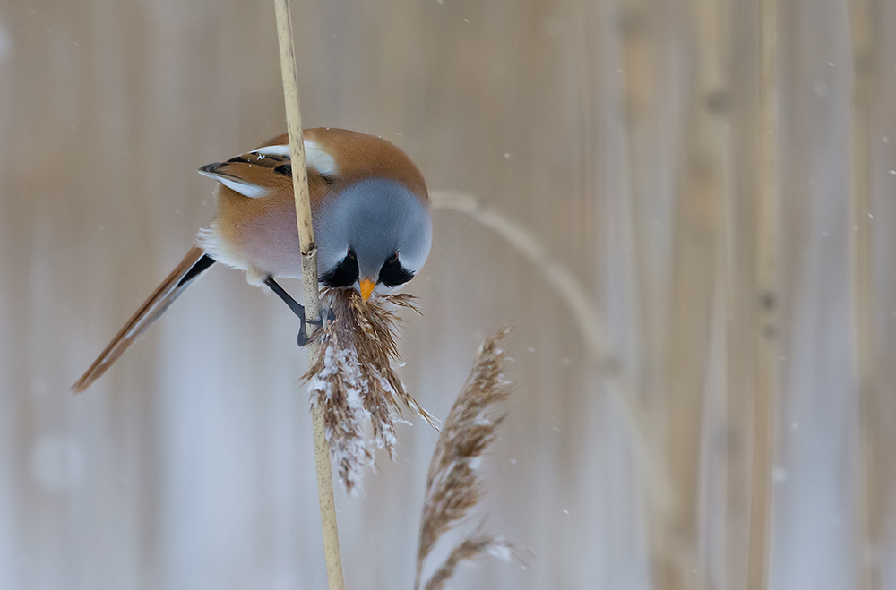 Viiksitimali
Avainsanat: Viiksitimali Panurus biarmicus Bearded reedling
