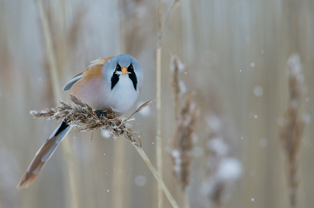 Viiksitimali
Avainsanat: Viiksitimali Bearded reedling Panurus biarmicus