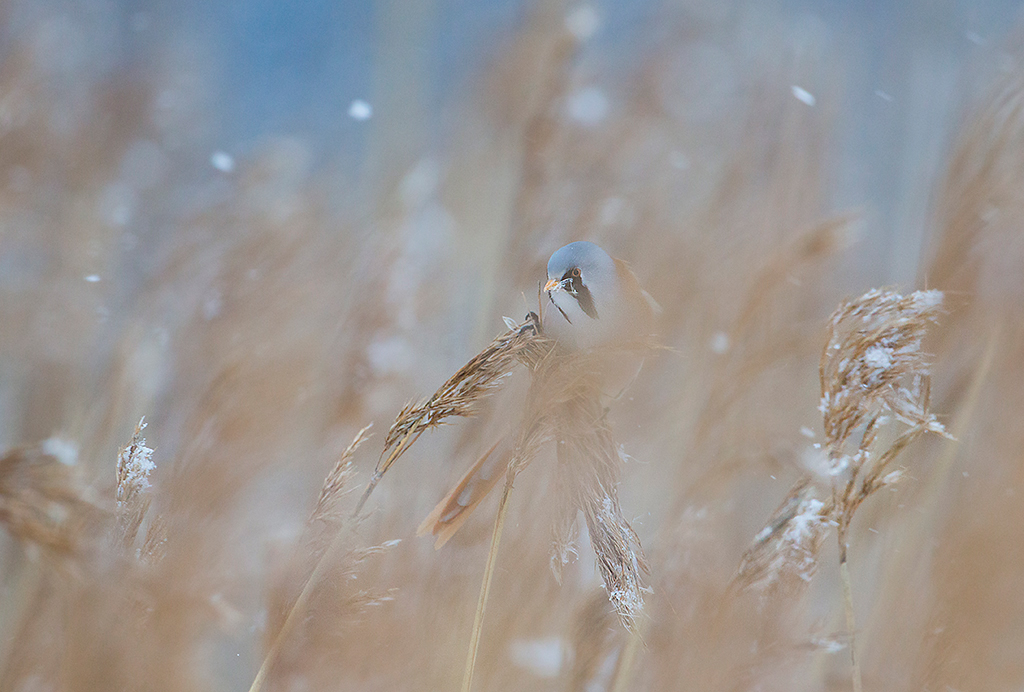 Viiksitimali
Keywords: Viiksitimali 