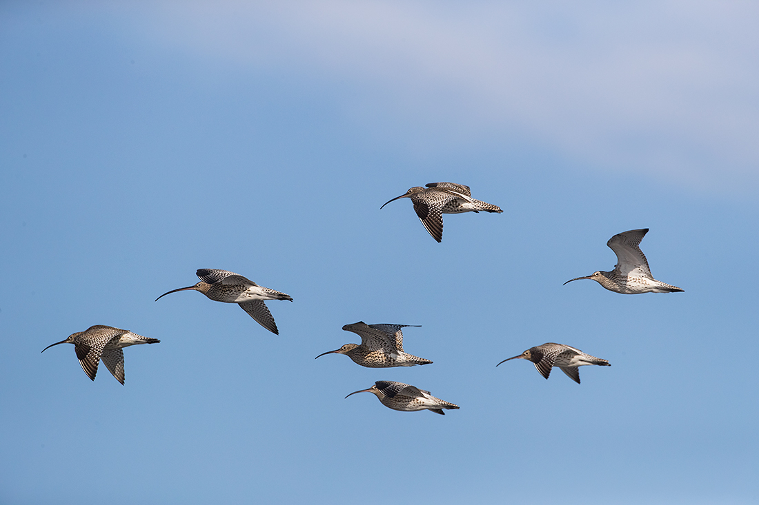 Isokuovi
Avainsanat: Isokuovi Numenius arquata Curlew