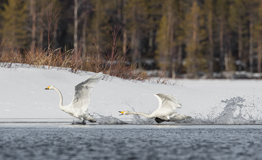 Laulujoutsen
Avainsanat: Laulujoutsen Whooper swan Cygnus cygnus
