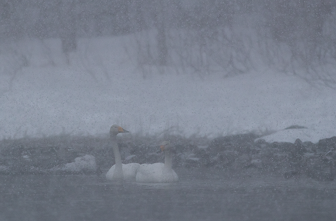 Laulujoutsen
Avainsanat: Laulujoutsen Whooper swan Cygnus cygnus
