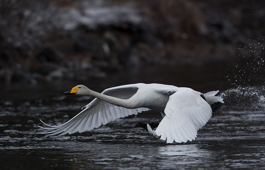 Laulujoutsen
Avainsanat: Laulujoutsen Whooper swan Cygnus cygnus