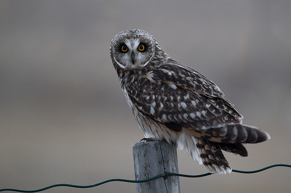 Suopöllö
Avainsanat: Suopöllö Asioflammeus Short-eared Owl