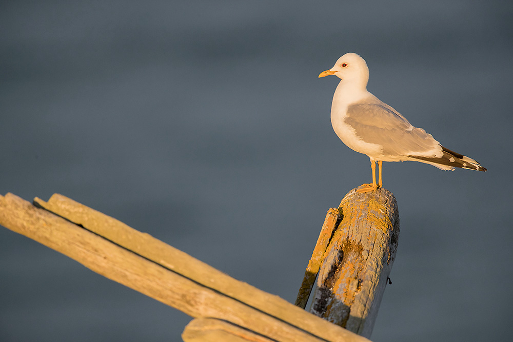Kalalokki
Avainsanat: Kalalokki Larus canus Common Gull