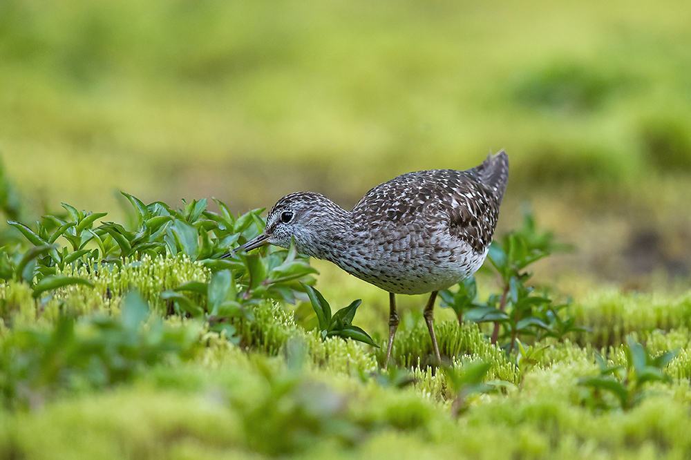 Liro
Avainsanat: Liro Tringa glareola Wood Sandpiper