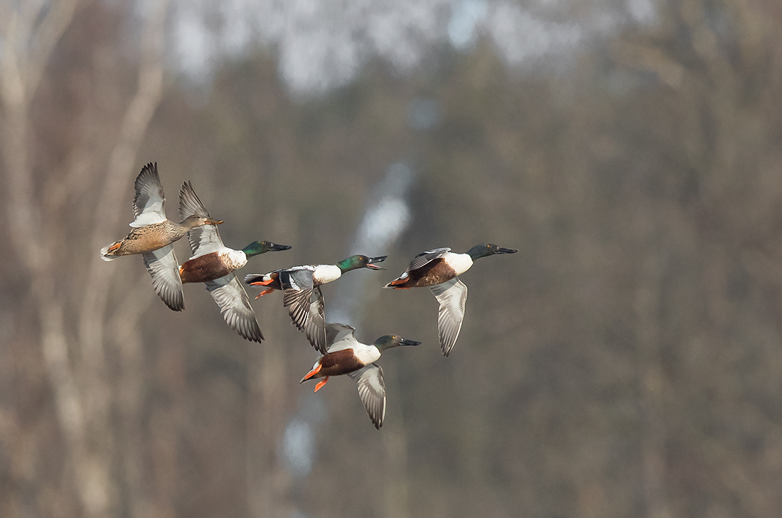 Lapasorsa
Avainsanat: Lapasorsa Spatula clypeata Shoveler