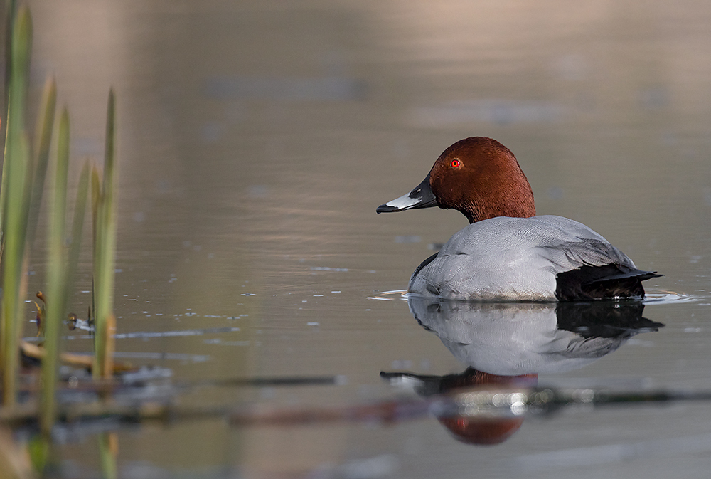 Punasotka
Avainsanat: Punasotka Aythya ferina Pochard
