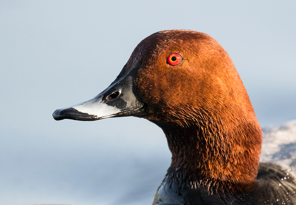 Punasotka
Avainsanat: Punasotka Aythya ferina Pochard