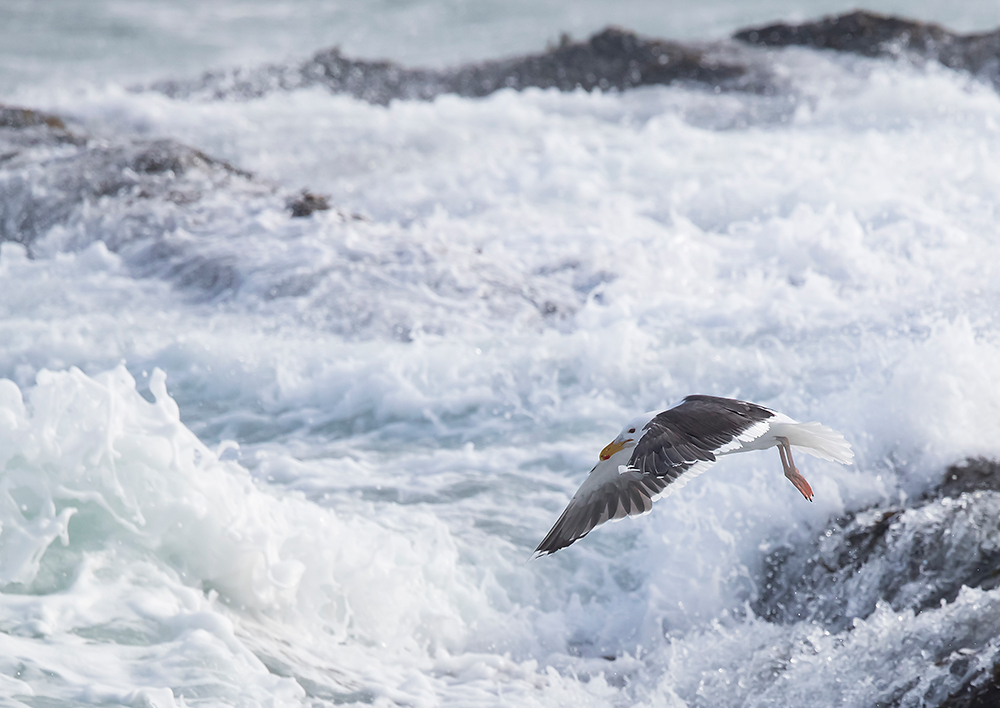 Merilokki
Avainsanat: Merilokki Larus marinus Great Black-backed Gull