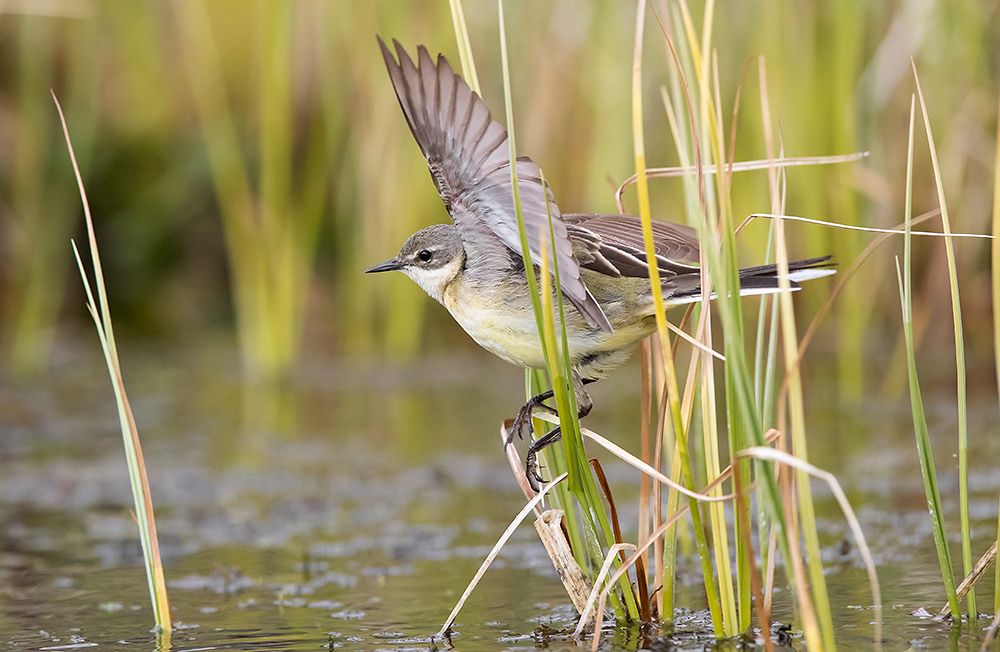 Keltavästäräkki
Avainsanat: Keltavästäräkki Motacilla flava Yellow Wagtail