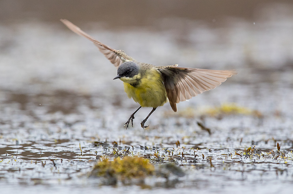 Keltavästäräkki
Avainsanat: Keltavästäräkki Motacilla flava Yellow Wagtail