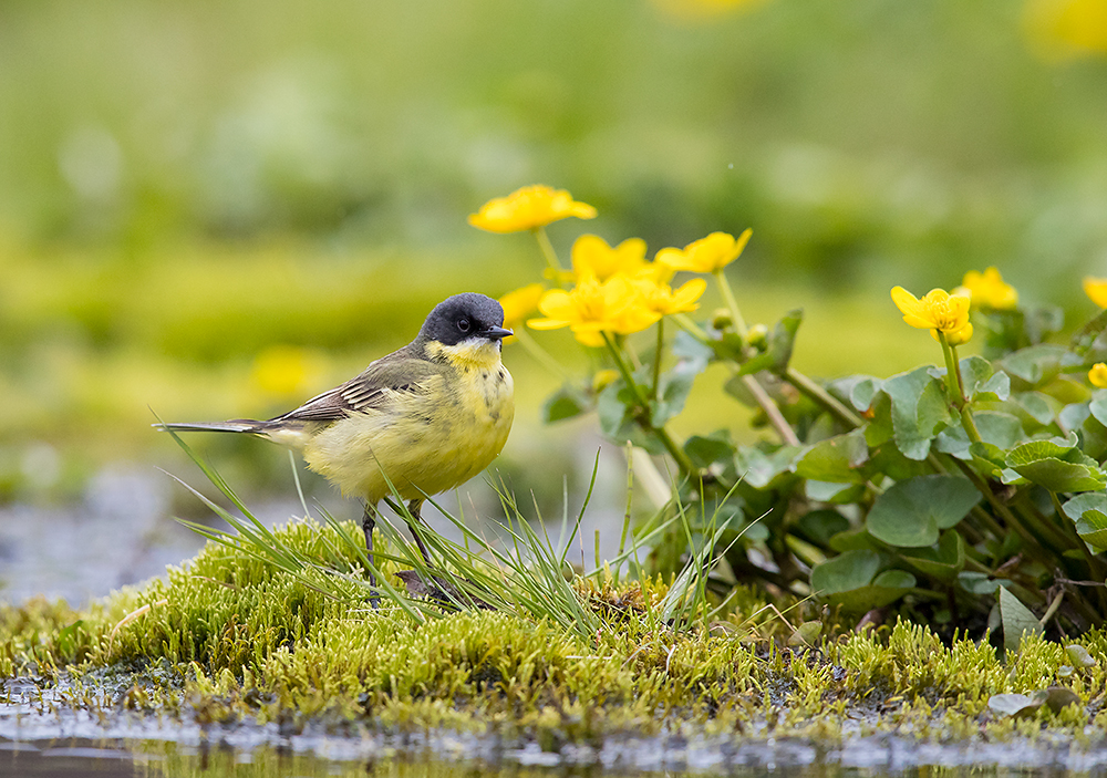 Keltavästäräkki
Avainsanat: Keltavästäräkki Motacilla flava Yellow Wagtail