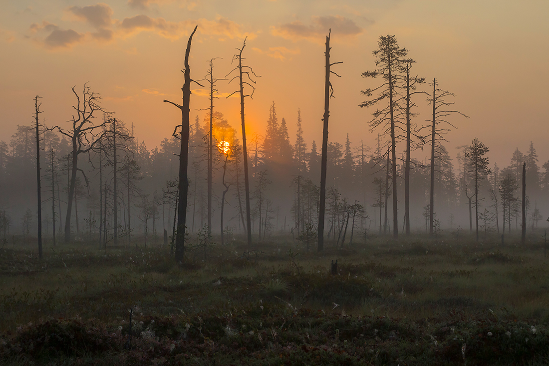 Kuusamo
Avainsanat: Kuusamo usva sumu elokuu kelo auringonnousu