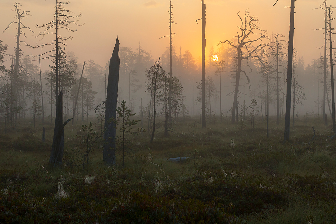 Kuusamo
Avainsanat: Kuusamo usva sumu elokuu kelo auringonnousu