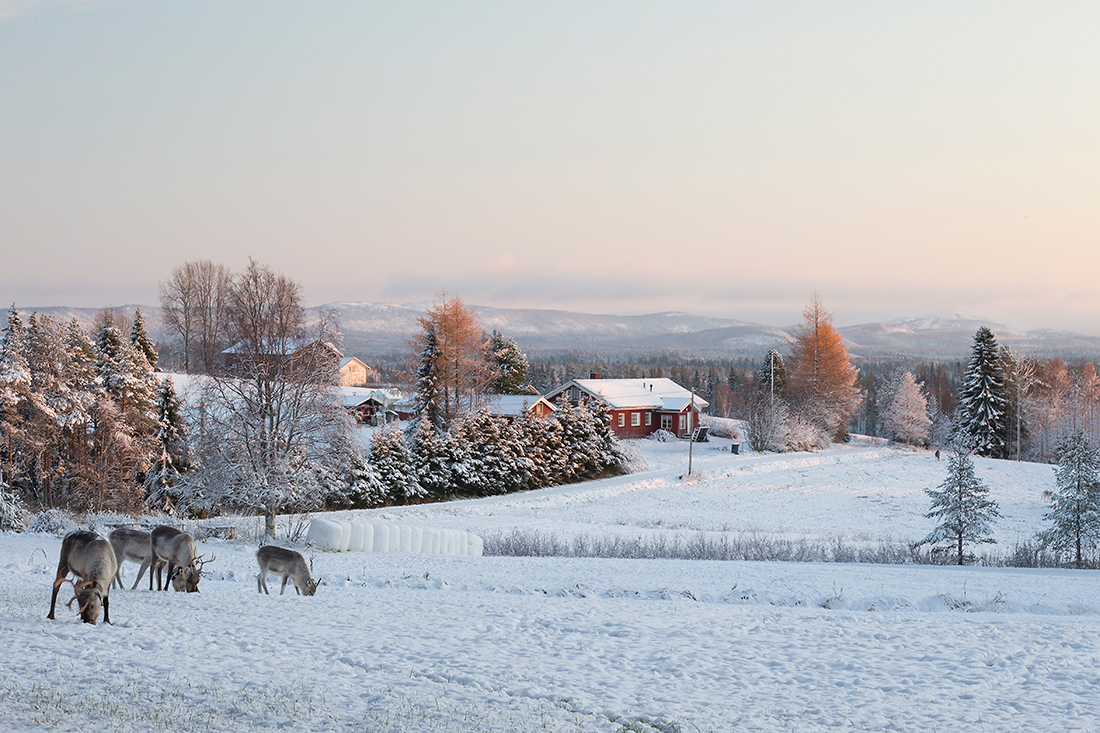 Kuusamo
Avainsanat: Kuusamo talvi ilta lumi asumus poro