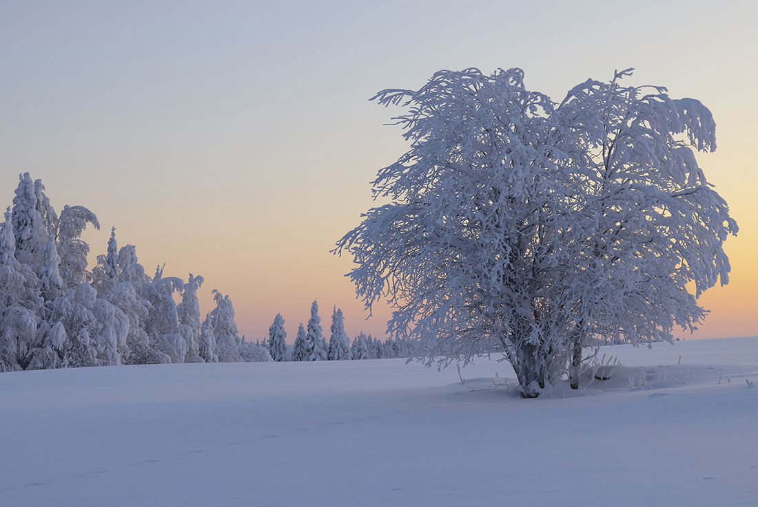 Puu
Avainsanat: Puu pelto talvi auringonlasku lumi valo