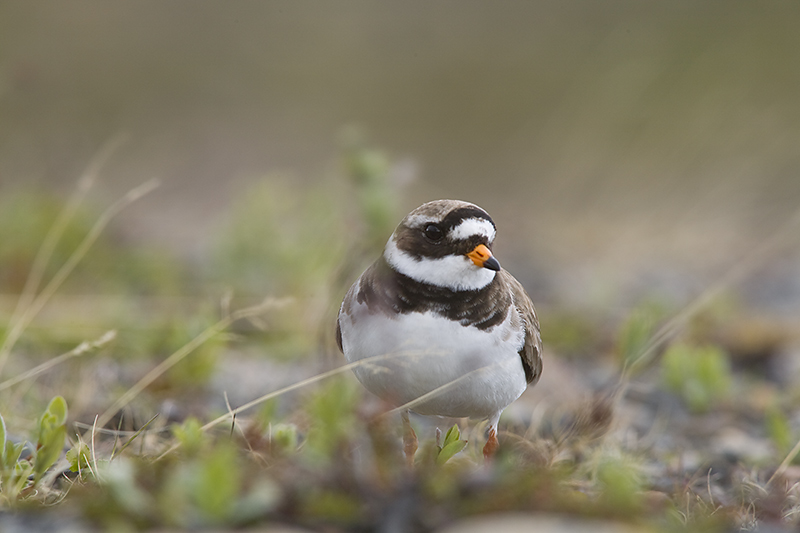Tylli
Avainsanat: Tylli Charadrius hiaticula