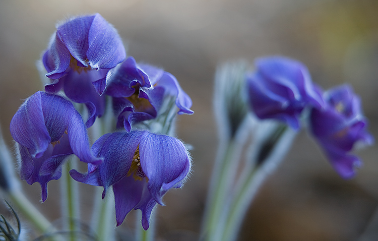 Kylmänkukka
Avainsanat: Kylmänkukka Pulsatilla Patens uhanalainen kevät nuppu