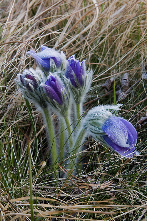 Kylmänkukka 
Avainsanat: Pulsatilla Patens uhanalainen kevät kuura huurre