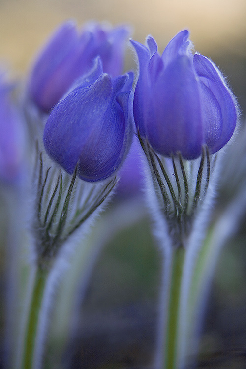 Kylmänkukka
Avainsanat: Pulsatilla Patens uhanalainen kevät nuppu