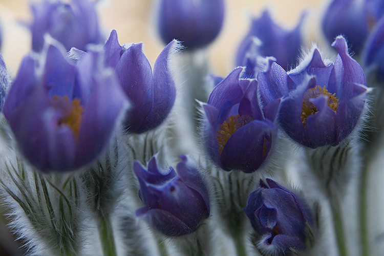 Kylmänkukka
Avainsanat: Pulsatilla Patens uhanalainrn kevät nuppu