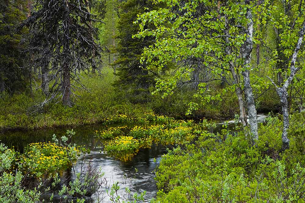 Rentukka
Avainsanat: Rentukka Lappi ranta kesä