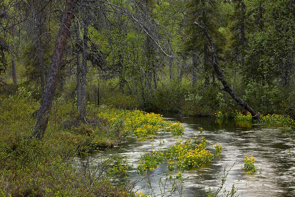 Rentukka
Avainsanat: Rentukka Lappi ranta 