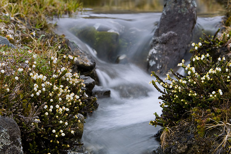 Liekovarpio
Avainsanat: Liekovarpio Cassiope tetragona 