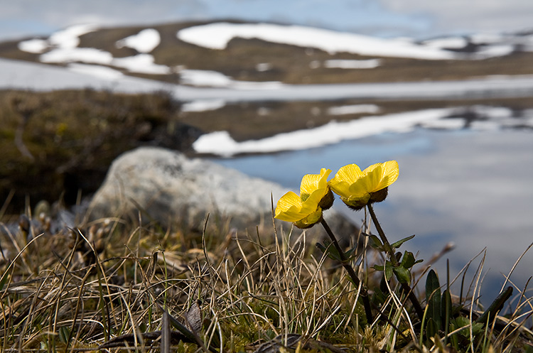 Lumileinikki
Avainsanat: lumileinikki Ranunculus nivalis Lappi kevät ranta