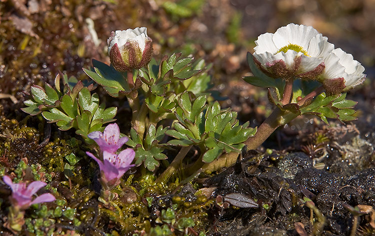 Jääleinikki
Avainsanat: Jääleinikki Ranunculus glacialis kesä Lappi 