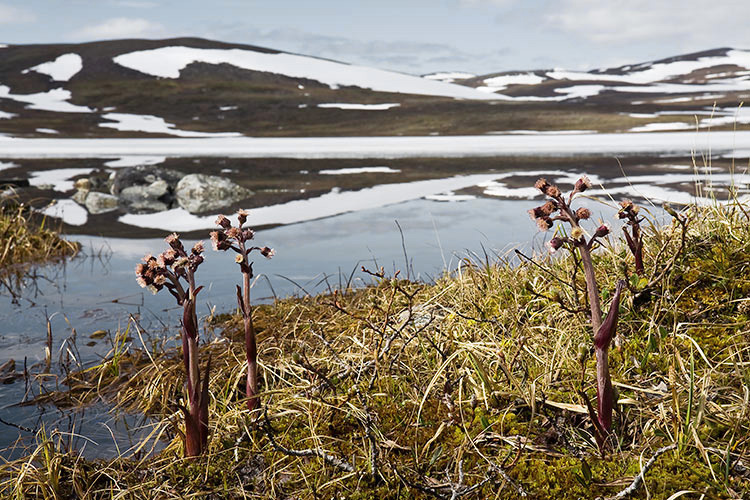Pohjan ruttojuuri
Avainsanat: Pohjan ruttojuuri Petasites frigidus Lappi kevät