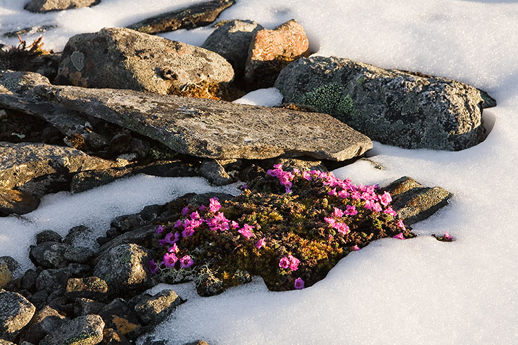 Sinirikko
Avainsanat: Sinirikko Saxifraga oppositifolia Lappi kevät