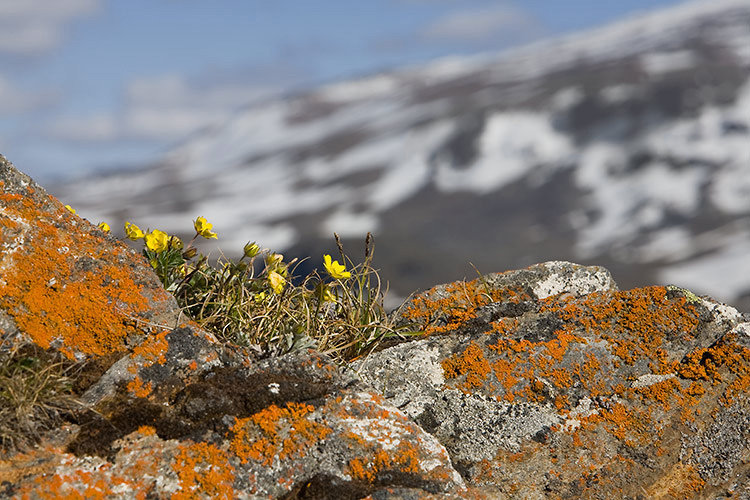 Pahtahanhikki
Avainsanat: Pahtahanhikki Potentilla nivea Lappi kevät 