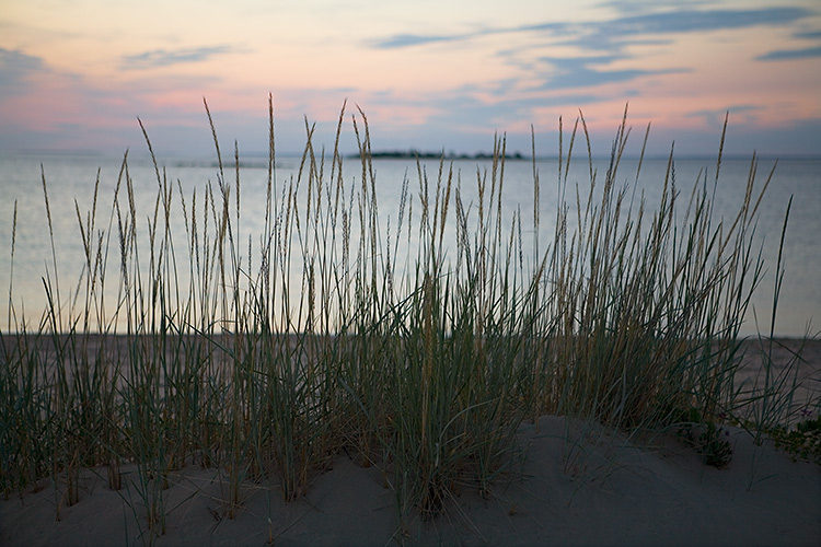 Rantavehnä
Avainsanat: Rantavehnä aamurusko Elymus arenarius