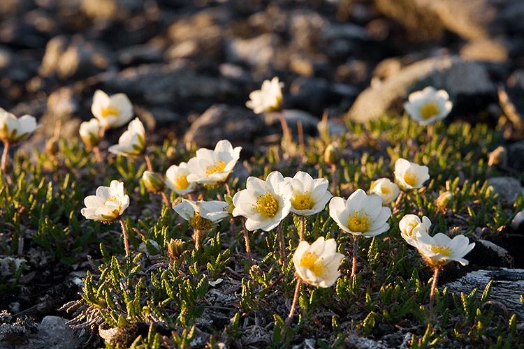 Lapinvuokko
Avainsanat: Lapinvuokko Dryas octopetala Lappi kevät valo