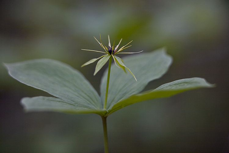 Sudenmarja
Avainsanat: Sudenmarja Paris quadrifolia kevät