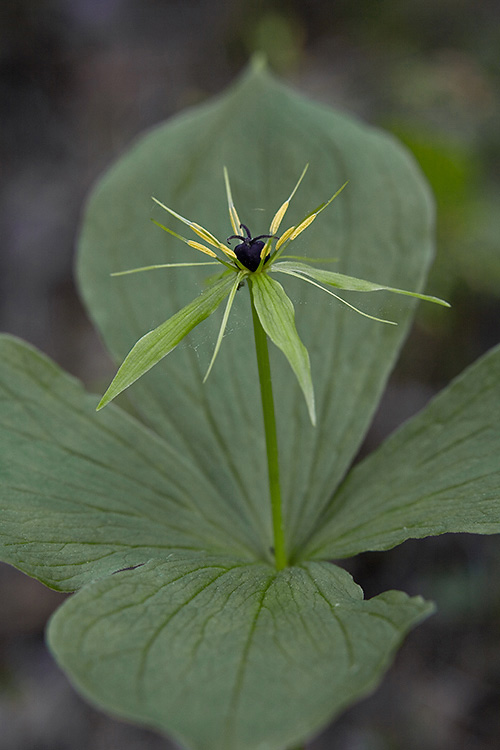 Sudenmarja 
Avainsanat: Sudenmarja Paris quadrifolia kevät