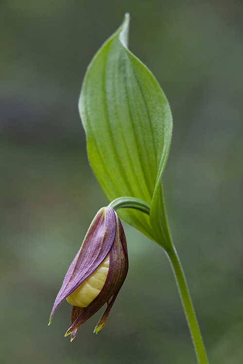 Tikankontti 
Avainsanat: Tikankontti Cypripedium calceolus kevät Lappi nuppu